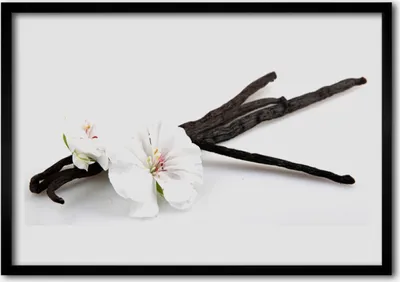 Produktbild von Bild 70x50 MDF-Rahmen Wandkunst Natur Blume Pflanze