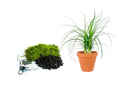 Obrázok produktu pre Gardners Kokedama "Vyrob si sám" Nolina (L)