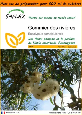 Image de SAFLAX Garden in the bag - Gommier des rivières - 200 graines - Eucalyptus