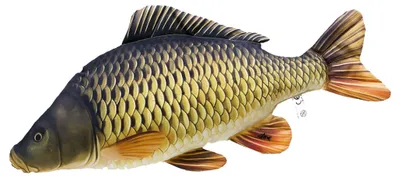 Obrázok produktu pre Gaby vankúš Kapor šupináč 35cm