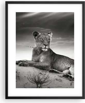 Produktbild von Gerahmtes Poster - Schwarzer Rahmen - Tierwelt weiblich katze Tier - 40x50 cm - Wand Bild - Wanddeko - Wandbilder - Wandposter - Bilderrahmen - Bilder - Kunstdruck - Wandbild - P2BPA40x50-3165