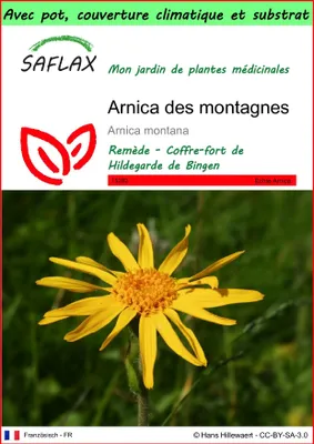 Image de SAFLAX Garden to go - Arnica des montagnes - 40 graines - Arnica