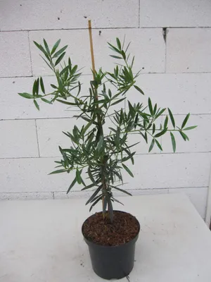 Produktbild von Steineibe - Podocarpus elatus - 40-60cm