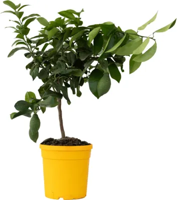 A potted lemon tree against a white background.