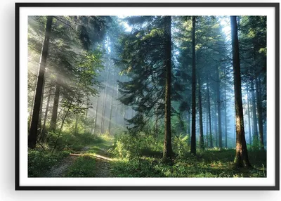 Produktbild von Gerahmtes Poster - Schwarzer Rahmen - Wald Dämmerung die Sonne - 100x70 cm - Wand Bild - Wanddeko - Wandbilder - Kunstposter - Wandposter - Bilderrahmen - Bilder - Kunstdruck - P2BAA100x70-4398