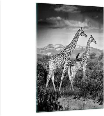 Produktbild von Bilder auf glas - Einteilig - Giraffen Schwarzweiß Fotografie - 80x120cm - Glasbilder - Wandbilder - Bilder - Wanddekoration aus Glas - Glas Bilder - Wandbild auf Glas - GPA80x120-4441