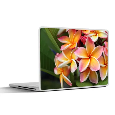 Produktbild von MuchoWow® Laptop Aufkleber Sticker Cover Blumen - Plumeria - Orange 36.5x27.5 cm - Laptop-Sticker