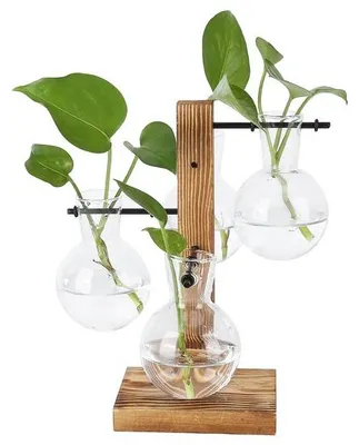 Immagine prodotto di Terrario decorativo in vetro con base in legno, ideale per la casa e l'ufficio