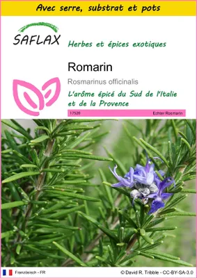 Image de SAFLAX Ensemble de culture - Romarin - 100 graines - Rosmarinus
