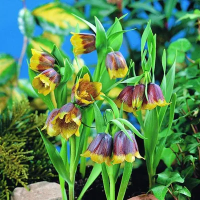 Obrázok produktu pre Čičorka - 10 x Fritillaria michailovsky