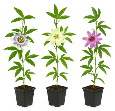Produktbild von Exotische Kletterpflanzen – Passionsblume Passiflora Tricolor – 3er-Set – 11-cm-Topf