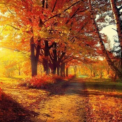 Produktbild von 20 Servietten Autumn Park - Park im Herbst 33x33cm