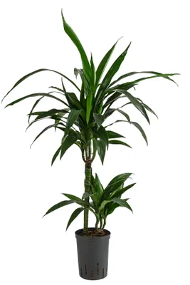 Produktbild von Dehner Drachenbaum, Dracaena Janet Lind, in Hydrokultur, inkl. Wasserstandsanzeiger, ca. 100 cm inkl. Pflanztopf, Ø Topf 15 cm, Zimmerpflanze