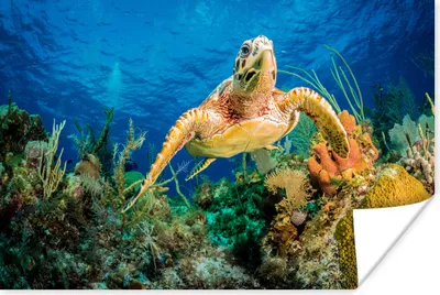 Produktbild von MuchoWow® Poster Eine Schildkröte schwimmt über ein Korallenriff 180x120 cm - Fotoplakat