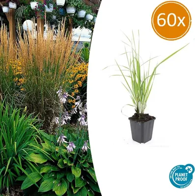 Produktbild von Ziergras - Reitgras - Calamagrostis acutiflora 'Karl Foerster' - 9cm Topf - Set mit 60 Pflanzen