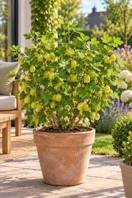 Immagine prodotto di Ribes uva-crispa "Hinnonmäki Grün": arbusto resistente al freddo, con bacche verdi, ideale per giardino, balcone e vasi, altezza 50-70 cm
