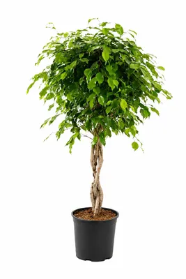 Produktbild von Birkenfeige Ficus Benjamina Exotica Stämmchen 120 cm – Pflegeleichte Zimmerpflanze für Wohnzimmer, Büro & Innenräume