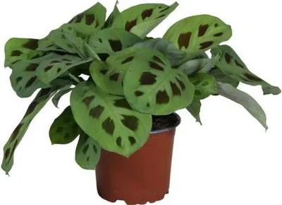 Obrázek produktu pro Maranta leuconeura Kerchoveana (modlitební rostlina) - pokojová rostlina