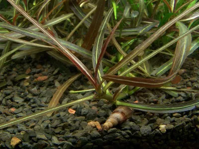 Produktbild von Aquarium Pflanze Hygrophila lancea 'Araguaia' Tropica Nr.051B TC In Vitro