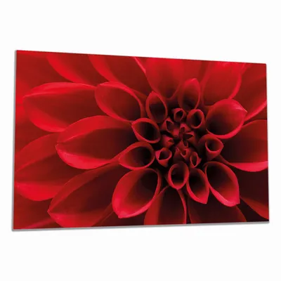 Produktbild von Wallario Herdabdeckplatte aus Glas, Größe 90 x 52 cm 1-teilig, Motiv Rote Dahlienblüte in Nahaufnahme