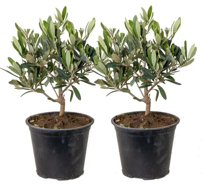 Image de Bloomique - Lot de 2 - Olea Europaea - Olivier - Arbuste d’olivier - Plantes de jardin - Résistant au gel - Hauteur 30-40 cm - Pot 14 cm