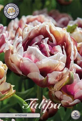 Artikelbild 2 von 'Tulpe Wyndham (7 Stück)' aus der Kategorie Gefüllte Tulpen