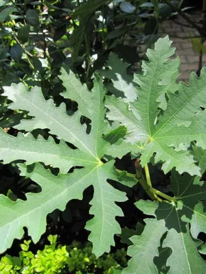 Produktbild von Feige Ice Crystal - Ficus carica - 40-60cm
