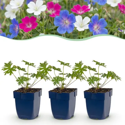 Produktbild von Green boutiQ - Stauden - Geranium Tricolour - Storchschnabel - Bodendecker - Lila - Rosa - Weiss - 6 Pflanzen - Topf 11cm - Höhe 15-25cm