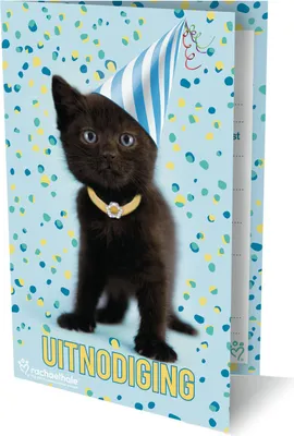 Produktbild von Rachel Hale Katzeneinladungen, 6 Stück.