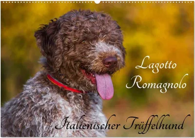Produktbild von Lagotto Romagnolo - Italienischer Trüffelhund (Wandkalender 2026 DIN A2 quer), CALVENDO Monatskalender