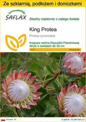 Zdjęcie produktu dla SAFLAX - Zestaw do uprawy - King Protea - 5 Nasiona - Z mini szklarnią, podłożem uprawowym i 2 doniczkami - Protea cynaroides