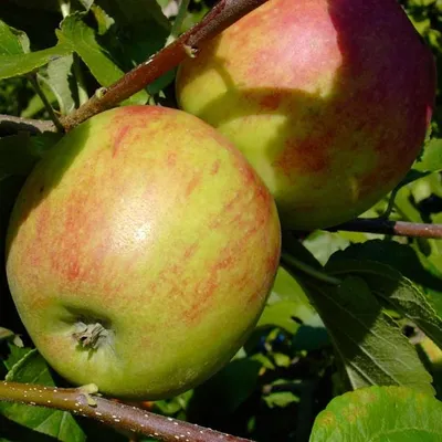 Produktbild von Geheimrat Oldenburg Herbstapfel Buschbaum 110-140 cm M26