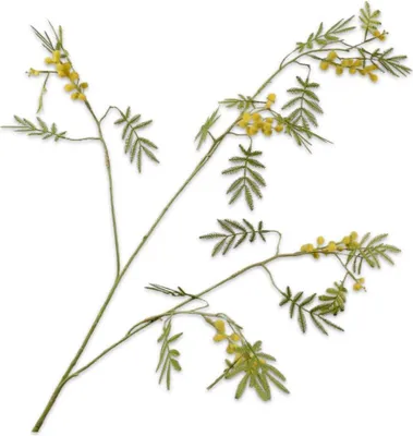 Produktbild von Kunstblume von Silk-ka – Seidenblumen-Mimosenzweig, gelbgrün, 96 cm