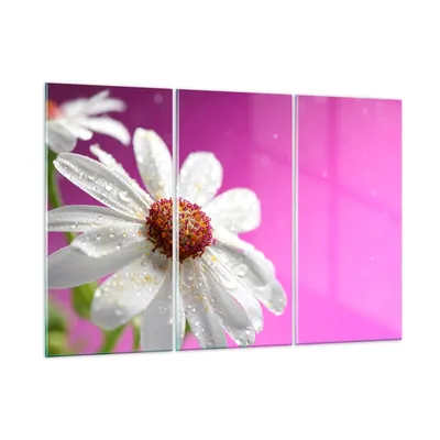 Produktbild von Bilder auf glas - Blume frühling garten - 165x110cm - Glasbilder - Wandbilder - Kunstdruck - zum Aufhängen bereit - Wanddekoration aus Glas - Glas Bilder - Wandbild auf Glas - GCE165x110-2469
