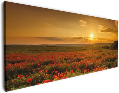 Produktbild von Wallario Premium Leinwandbild Mohnblumenwiese bei Sonnenuntergang am Abend in Größe 50 x 125 cm