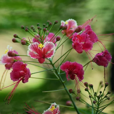 Image de Fleur de paon rose (Caesalpinia pulcherrima 'Rosea')  - 10 graines