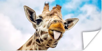 Produktbild von MuchoWow® Poster Giraffe - Lustig - Zunge - Kinder - Jungen - Mädchen - Kind 40x20 cm - Poster für die Wand - Poster Schlafzimmer