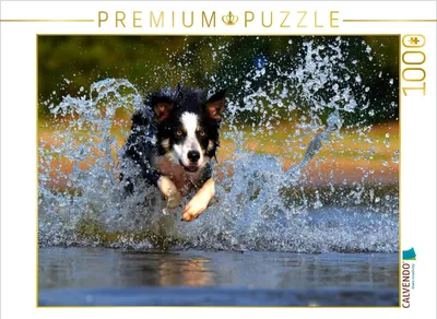 Produktbild von CALVENDO Puzzle Hund tobt im Wasser | 1000 Teile Lege-Größe 64x48cm Foto-Puzzle für glückliche Stunden