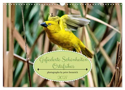 Produktbild von Gefiederte Schönheiten Ostafrikas (Wandkalender 2027 DIN A3 quer), CALVENDO Monatskalender