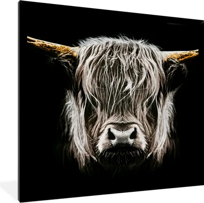 Produktbild von MuchoWow® Gerahmtes Poster Schottischer Highlander - Gold - Hörner - Schwarz und weiß - Kuh - Tiere 40x40 cm - Poster mit Schwarzem Bilderrahmen Wandposter Rahmen Foto Bilder - Mit Rahmen - Wanddekoration Schlafzimmer