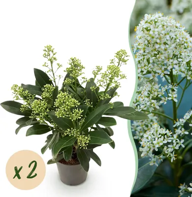 Produktbild von Skimmia japonica Finchy - Blüte Weiß - 10+ Blüten - 2 Pflanzen - Winterhart - 25cm - Ø10,5cm - Gartenpflanze