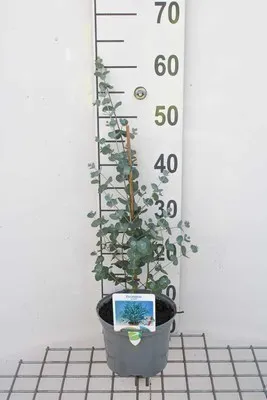 Produktbild von Eucalyptus gunnii - Andenstrauch 50- 60 cm Container