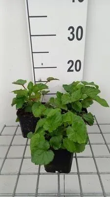 Produktbild von 6 x  Campanula takesimana - Bergminze - Topf 9 x 9 cm