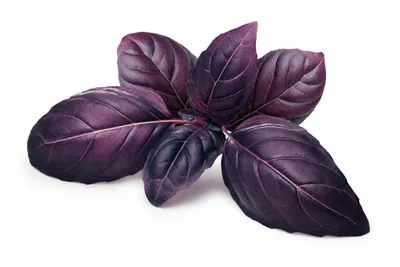 Produktbild von 500 Samen Rotes Basilikum (Ocimum basilicum) – Aromatisches Küchen- & Gartenkraut | Intensives Aroma, dekorativ & würzig | Perfekt für Kräuterbeete