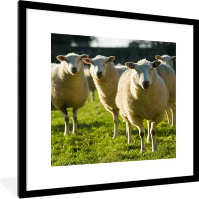 Produktbild von MuchoWow® Gerahmtes Poster Schafe - Tiere - Wolle 40x40 cm - Poster mit Schwarzem Bilderrahmen Wandposter Rahmen Foto Bilder - Poster - Plakat im Rahmen