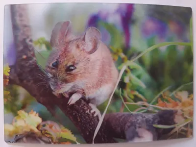 Produktbild von 3 D Ansichtskarte Feldmaus,  Postkarte Wackelkarte Hologrammkarte, Tier Maus