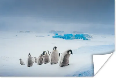 Produktbild von MuchoWow® Poster Junge Pinguine klettern auf Eisberg 120x80 cm - Bilder