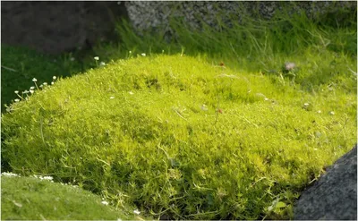 Produktbild von Stauden Gänge 3 x Sagina subulata 'Aurea' - Gold Sternmoos - Zarte Polster in leuchtendem Gelbgrün - Rasenersatz - Bodendecker