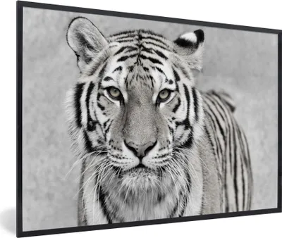 Produktbild von MuchoWow® Gerahmtes Poster Tiger - Natur - Schwarz - Weiß 30x20 cm - Poster mit Schwarzem Bilderrahmen Wandposter Rahmen Foto Bilder - Kunstdruck - Bild-Poster
