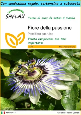 Immagine prodotto di SAFLAX Set regalo - Fiore della passione - 25 semi - Passiflora